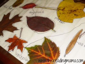 labeling kinds of leaves